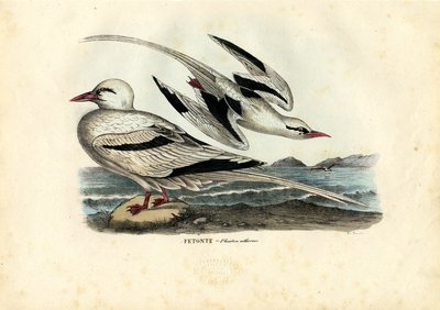Red-Billed Tropicbird, 1863-79 by Raimundo Petraroja